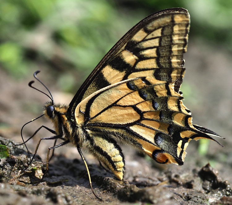Schwalbenschwanz, Papilio machaon Unterseite
